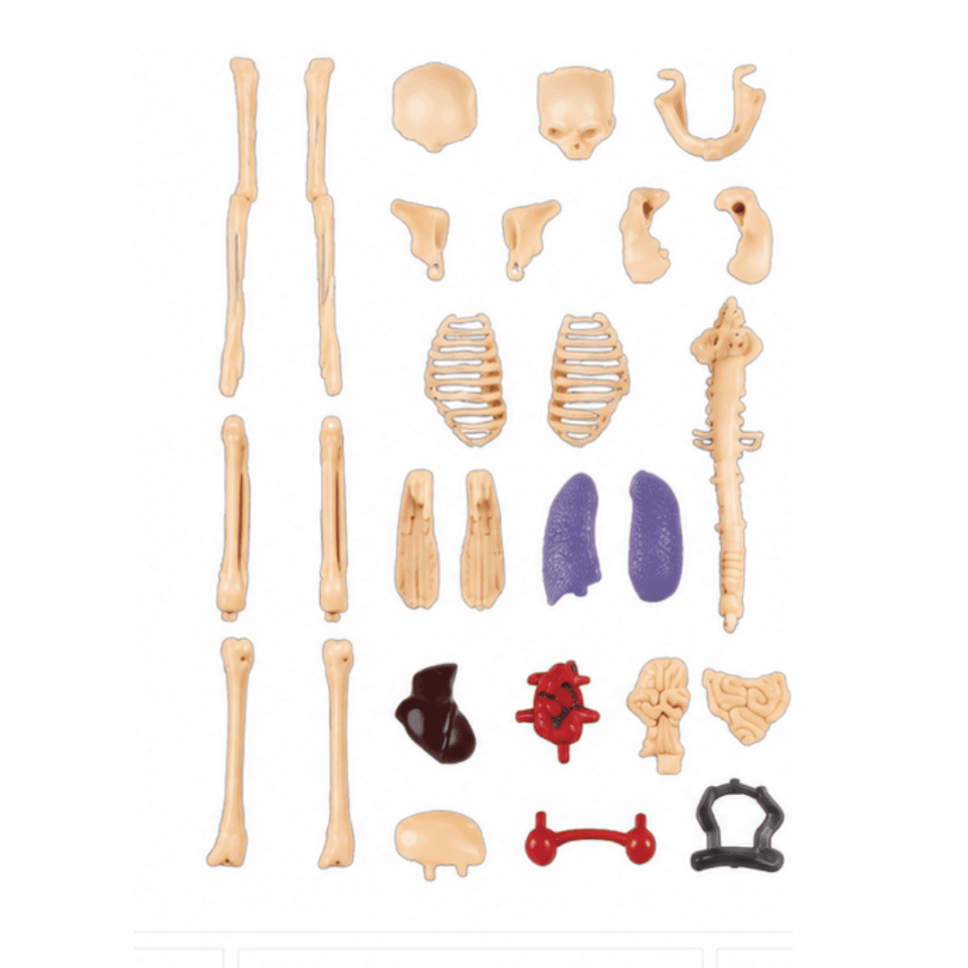 Human Body DIY Learning Set – untitled august 01 at 11.17.22 08 06t102651.518