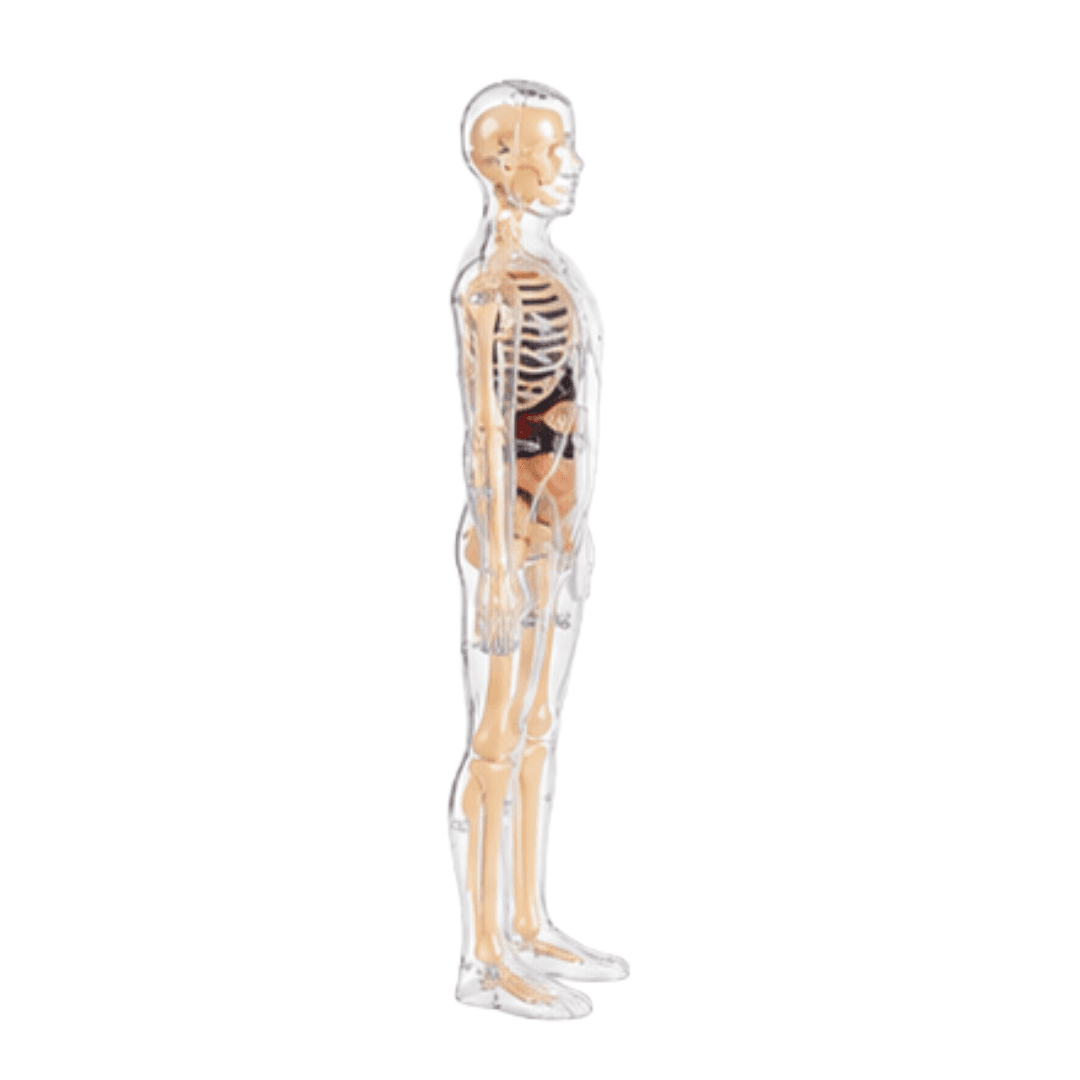 Human Body DIY Learning Set – untitled august 01 at 11.17.22 08 06t103532.942